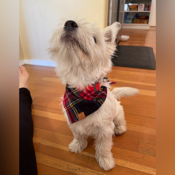 The Foggy Dog Other - Foggy Dog Tartan Bandanna - Size Small